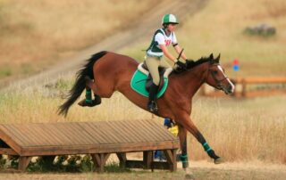 irish-sport-horse-breed-guide