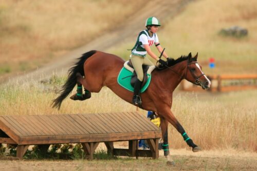 irish-sport-horse-breed-guide