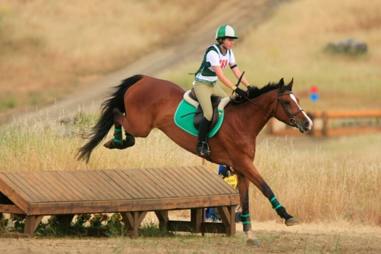 irish-sport-horse-breed-guide