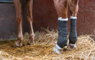 liniments-for-horses