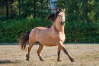 Meningitis in Horses: Risk Factors, Treatment & Prognosis