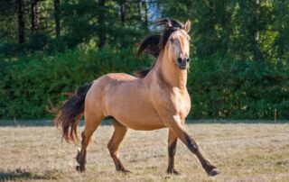 meningitis-in-horses