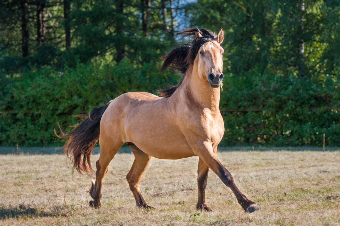 Meningitis in Horses: Risk Factors, Treatment & Prognosis