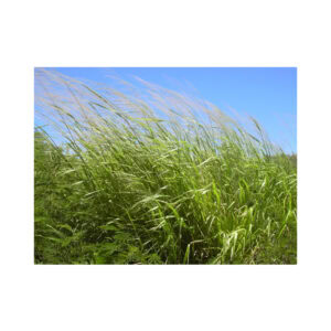 Mid Maturity Hawaii Guinea Grass