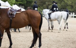 national-show-horse-breed-guide