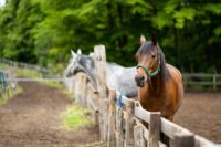 Septic Laminitis in Horses: Causes, Treatment & Prognosis