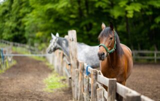septic-laminitis-in-horses