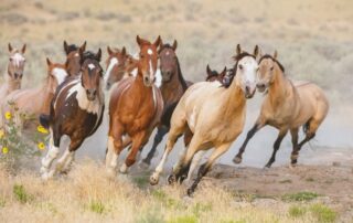 splints-in-horses