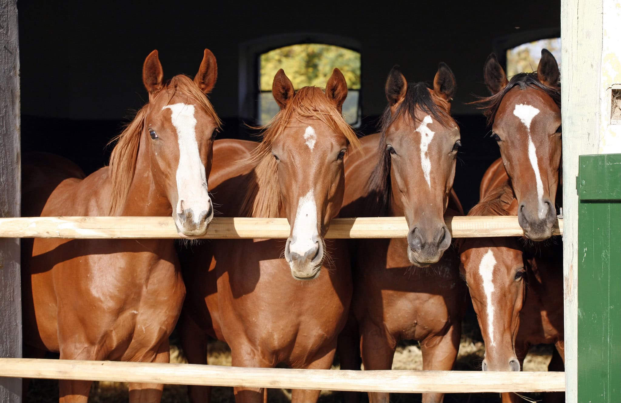 Equine Booking - Boarding Stable
