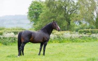 american-warmblood-breed-guide
