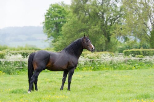 american-warmblood-breed-guide