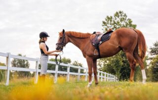back-pain-in-horses