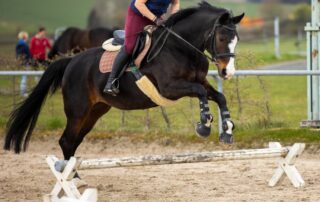 cavaletti-exercises-for-horses
