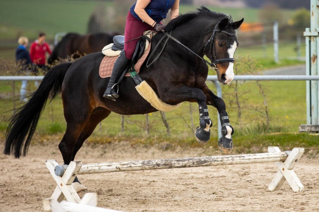 Top 7 Cavalletti Exercises for Horses: Improve Strength, Balance & Coordination