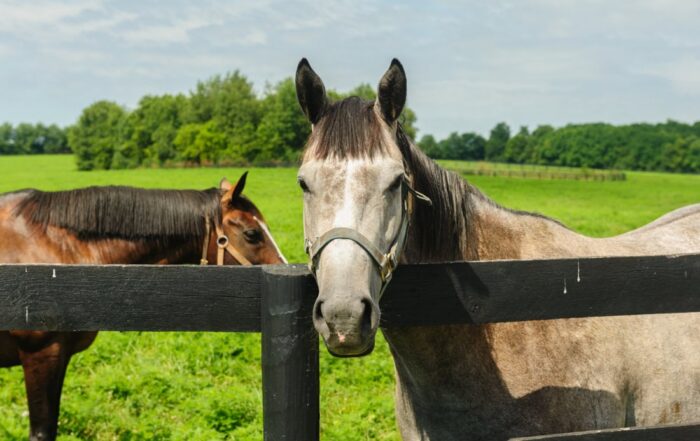 Understanding the Horse’s Brain: Anatomy, Function & Related Diseases