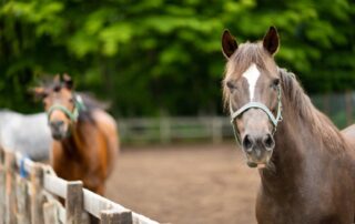 horse-brain-and-cranial-nerve-anatomy