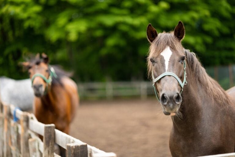 horse-brain-and-cranial-nerve-anatomy