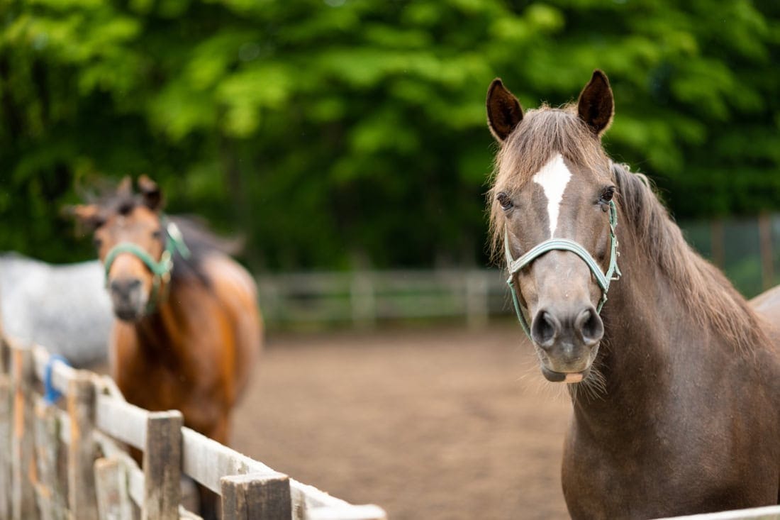Cranial Nerves in Horses: Role in Sight, Hearing, Chewing & Balance