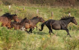 kabarda-horse-breed-profile