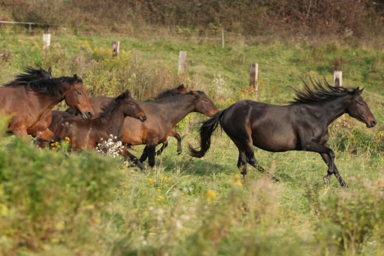kabarda-horse-breed-profile