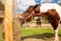 Hay Nets vs. Hay Bags vs. Hay Feeders for Horses: How to Choose the Best Feeding System for Your Farm
