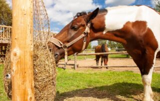 choosing-the-best-hay-feeder-for-your-horse