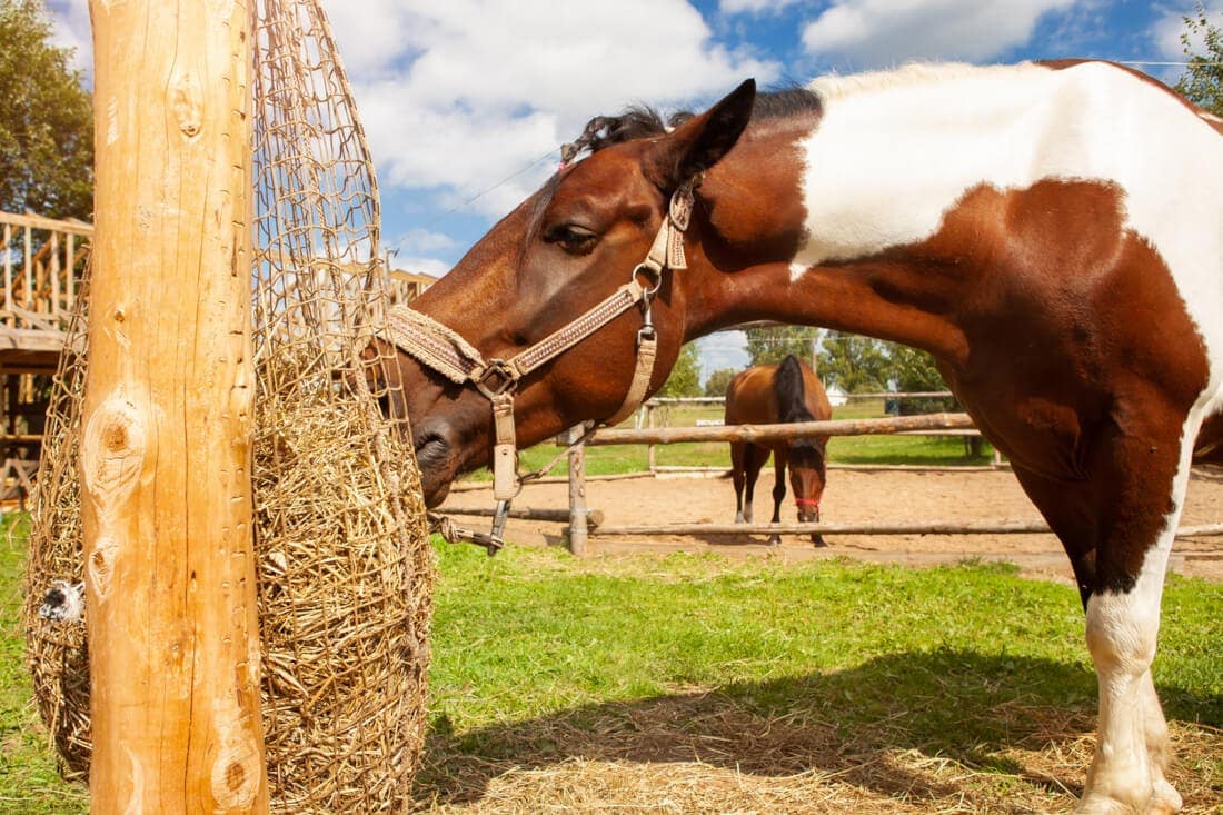 Hay Nets vs. Hay Bags vs. Hay Feeders for Horses: How to Choose the Best Feeding System for Your Farm