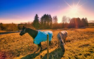 do-horses-need-sunscreen