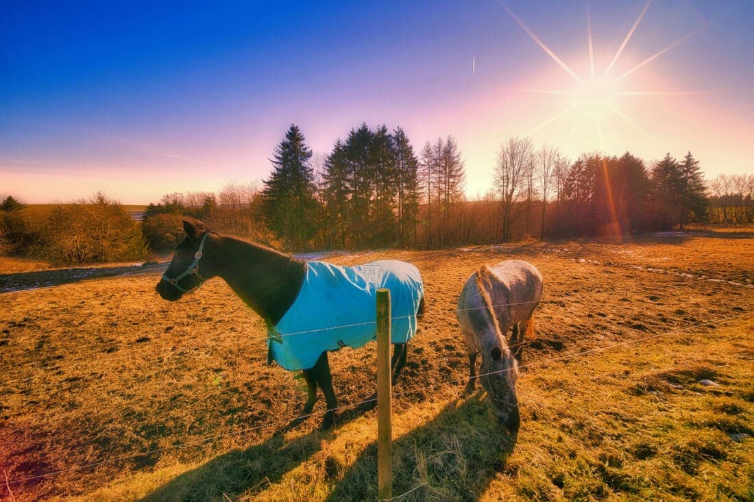 Do Horses Need Sunscreen? Complete Guide to UV Protection for At-Risk Equines