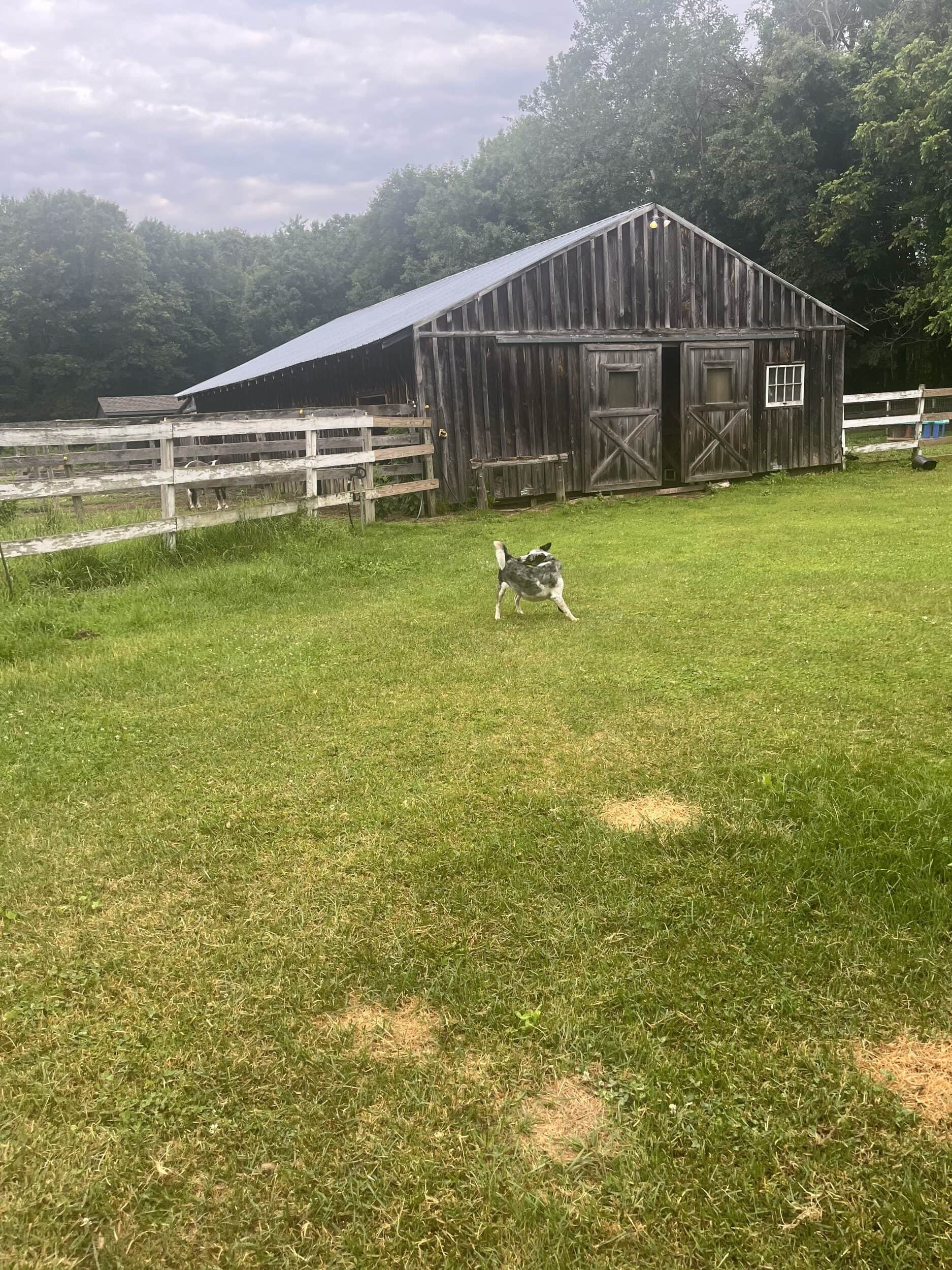Emily Argano - Boarding Stable