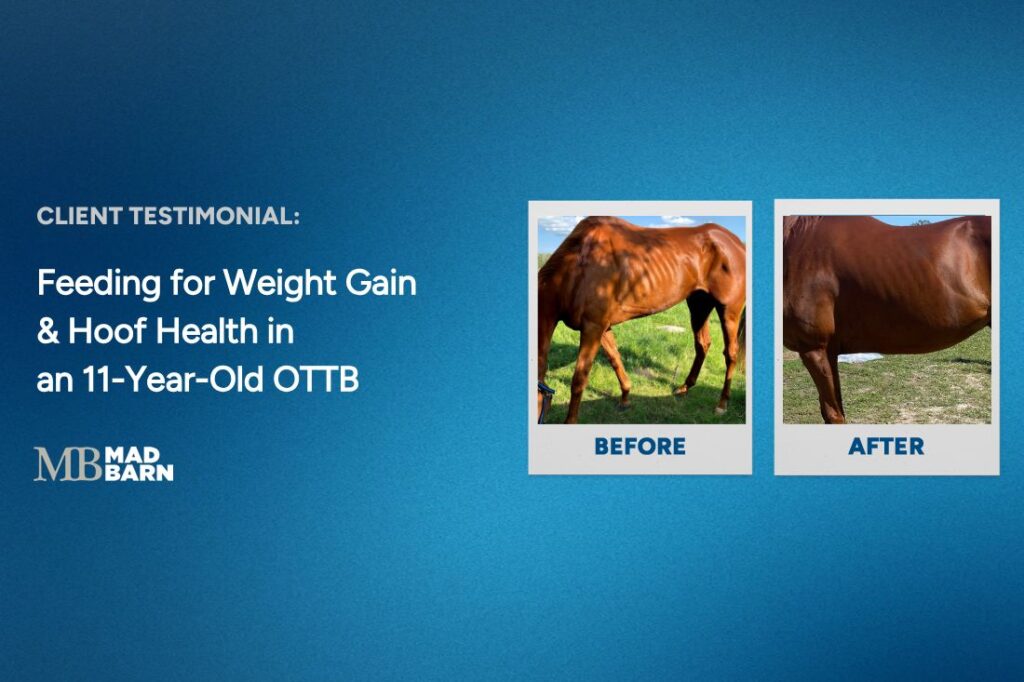 feeding for weight gain and hoof health in an eleven year old ottb | Mad Barn USA feeding for weight gain and hoof health in an eleven year old ottb