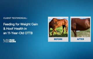 feeding for weight gain and hoof health in an eleven year old ottb