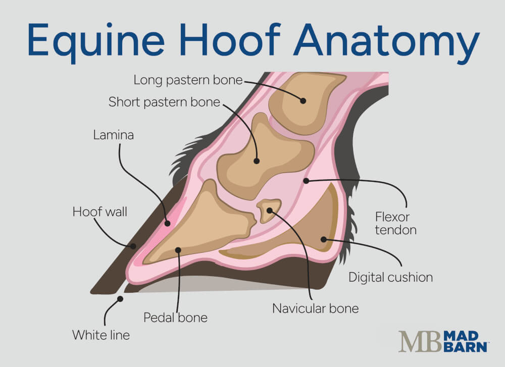 Horse Hoof Anatomy