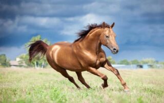 support horse muscle health
