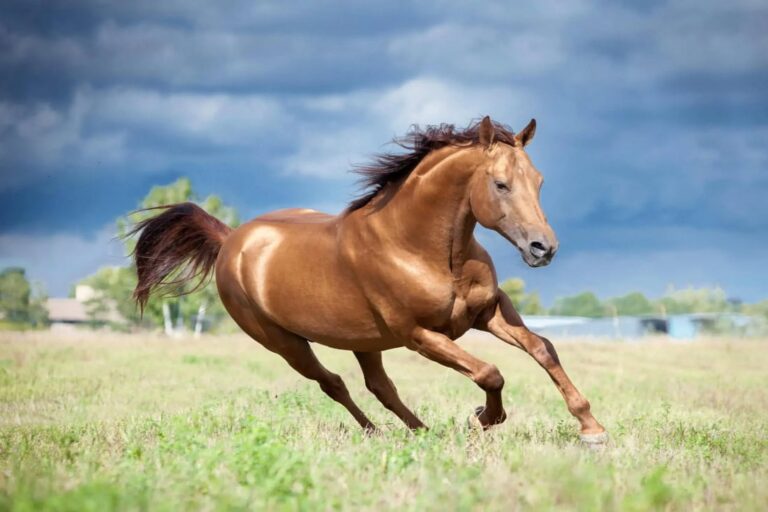 support horse muscle health