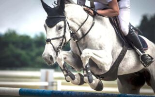 lactate testing in equine performance