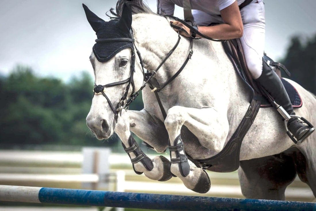 How to Use Lactate Testing to Improve Your Horse’s Training Program