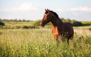 metronidazole-for-horses