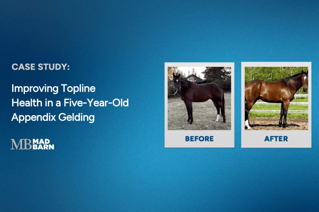 improving topline health in a five-year-old appendix gelding | Mad Barn USA improving topline health in a five-year-old appendix gelding