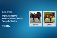 Case Study: Improving Topline Health in a Five-Year-Old Appendix Gelding