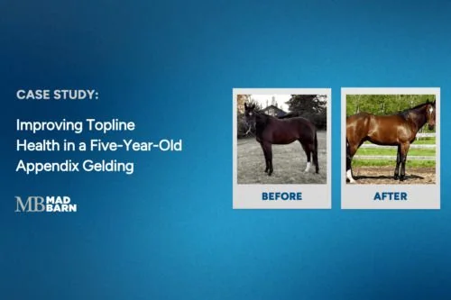 improving topline health in a five-year-old appendix gelding