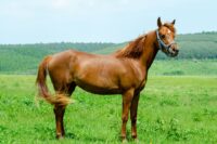 Neck Threadworms (Onchocerca cervicalis) in Horses: Transmission, Symptoms & Prevention