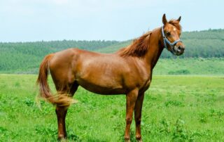 neck-threadworms-in-horses