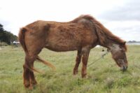 Equine Cushing’s Disease