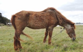 ppid-equine-cushings-disease