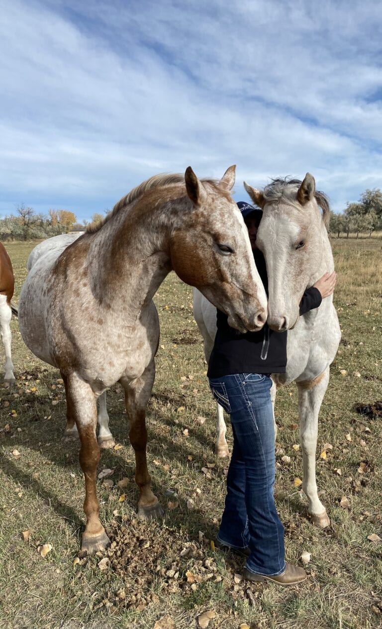 ravens-flight-equestrian