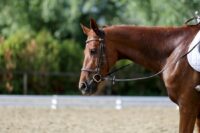 Guide to Reins for Horses: Types, Functions & Positions as a Riding Aid