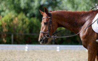 reins-in-horseback-riding