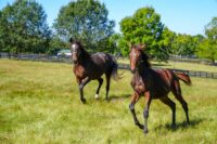 Top 10 Tips for Retraining an OTTB: How to Set Up a Retired Racehorse for a Successful Second Career