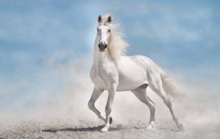 squamous-cell-carcinoma-in-horses
